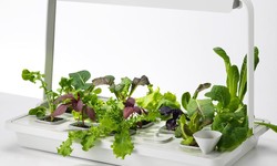 Hydroponic Suppliers: Growing Your Way To Green Success