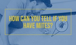 How can you tell if you have mites?