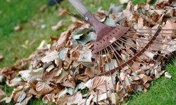 Garden Clearance in Brighton: Transforming Your Outdoor Space