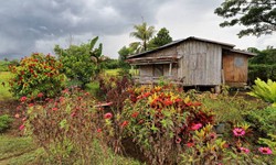 Bahay Kubo: The Heart of Rural Philippines and Traditional Farming Practices