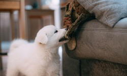 6 Factors that Contribute to Dog Aggression and How to Prevent It