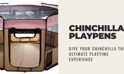Unleash the Joy: Chinchilla Playpens for Boundless Fun