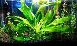 Unraveling the Mystery of Cloudy Substrate in Aquariums: Causes and Solutions