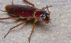 Effective Cockroach Control Methods for a Pest-Free Home