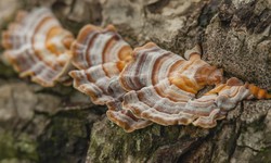 Turkey Tail: Harnessing Nature's Healing Power for Immune Support