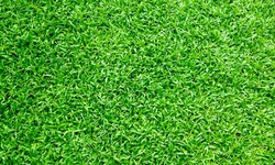 Expert Guide on How to Care for Bermuda Grass Lawn – 10 Essential Tips