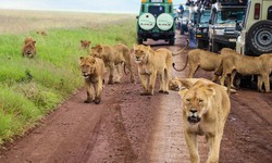 Top places to visit in Africa on a self drive