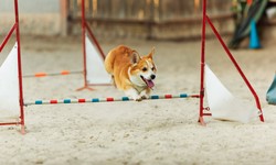 What Are the Best Places to Buy Trained Dogs in Los Angeles?