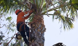 Branching Out: Transform Your Property with Expert Tree Services on the Central Coast