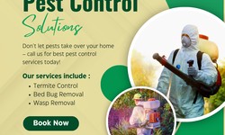 Wasp Invasion Alert: The Reasons You Can't Ignore Pest Control
