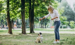 Training Your Shih Tzu Puppy: From Obedience to Tricks