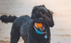 Fetch Excitement: Dog Toys for an Energetic Game