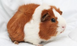 Guinea Pig Care Guide: Ensuring a Happy and Healthy Life for Your Furry Friends