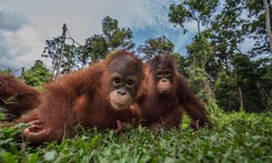 The Fascinating World of Borneo's Orangutans