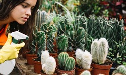 Mastering the Realm of Cacti with Expert Precision: Your Comprehensive Guide