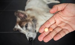 Over-the-Counter Medications That Are Safe for Your Dog