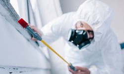 How Professional Pest Control Ensures Safe Environment for Home and Business?