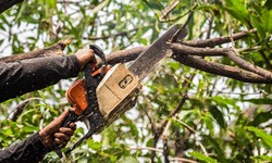 Elevate Your Landscape: Unveiling Residential Tree Trimming and Stump Grinding Services by Gibbs Tree Service