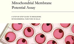 How to Conduct a 96-Well Plate Mitochondrial Membrane Potential Assay