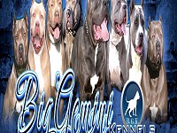 The Art of Selecting a Pitbull Bully Breeder