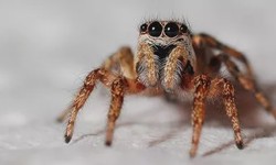 Say Goodbye to Spiders: Effective Pest Control Solutions for a Web-Free Home