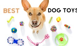 Best 10 Dog Toys in Singapore