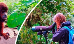 The Enigma Of Amazonia Ecolodge: Treehouse Inn Awaits
