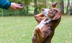 Dog Training Essentials: A Roadmap to Well-Behaved Canine Companions