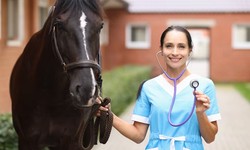 Understanding the Importance of Horse Insurance