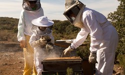 Staying Safe and Comfortable While Tending to Your Hive