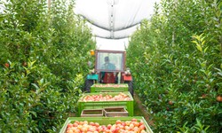 How Climate Change is Transforming New England's Apple Harvest: Strategies to Sustain Apple Production in a Changing Climate