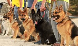Mastering Canine Etiquette: Dog Obedience Training in Oceanside, CA