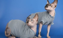 The Benefits of Adopting a Sphynx Cat from Sphynx Breeder