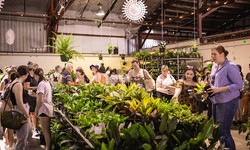 Unearth the Excellence: Canberra Nurseries and Your Perfect Fern Plant
