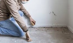 Understanding Mold Inspection: Importance, Process, and Prevention