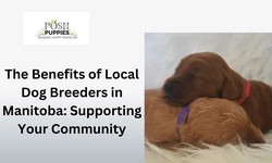 The Benefits of Local Dog Breeders in Manitoba: Supporting Your Community