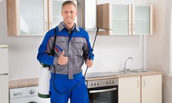 Solution to Pest Problems: Professional Pest Control Services