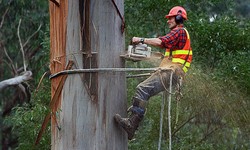 5 Effective Methods for Tree Removal Service