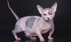 Dwelf Cat: A Unique Feline Breed with Distinctive Features