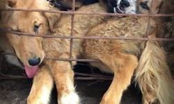 Rescuing Hope: How No Dogs Left Behind is Changing Lives in the China and Philippines Dog Meat Trade