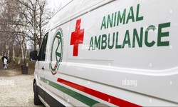 Saviors on Wheels: Ambulance for Street Animals