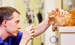 Sorrento Valley Vet and Sorrento Valley Emergency Vet: Caring for Your Pets' Health