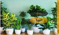 Bringing Nature Home: A Guide to Buying Indoor Plants in Karachi