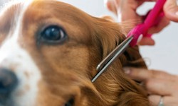 Sharpening Tools for Dog Grooming Shears