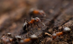 What Pest Control Solutions Work Best for Different Types of Pests?