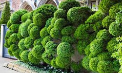 Topiary Renaissance: Reviving Parks and Gardens with Artful Greenery