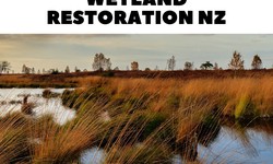 The Importance of Restoring Wetlands to Ecosystems for Health and Biodiversity