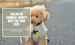 Which Is Better for Your Puppy, a Collar or a Harness?