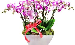 Orchid Arrangements: A Versatile and Stunning Choice for All Occasions