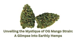 Unveiling the Mystique of OG Mango Strain: A Glimpse into Earthly Hemps